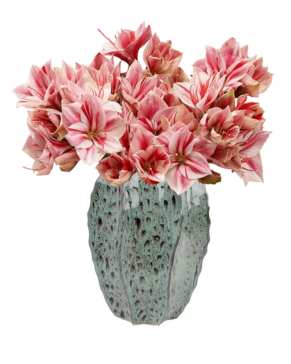 Bubbly Amaryllis 18 Oct 2025 Bubbly Amaryllis 18 Oct 2025