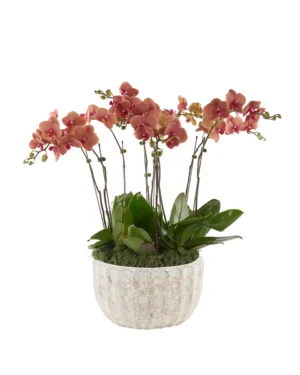 Chasing Sunset 20 Oct 2025