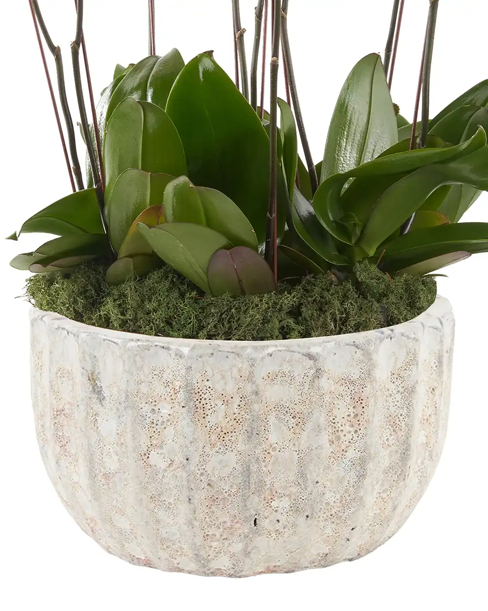 Chasing Sunset 20 Oct 2025 Details