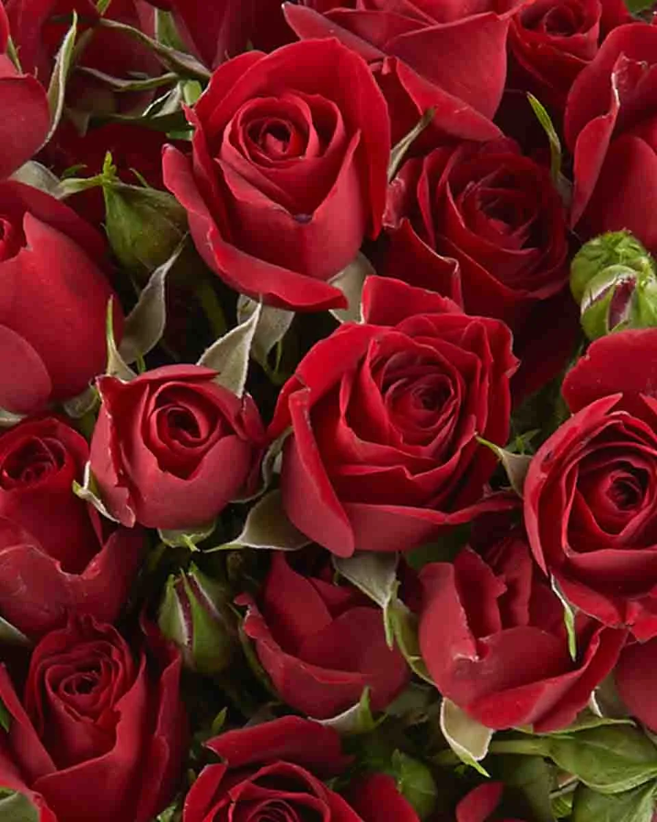 Cherry Red Oct 2025 3