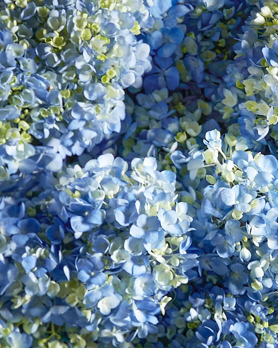 Heavenly Hues 2025 Grandeur Details Details2 Heavenly Hues 2025 Grandeur Details Details2