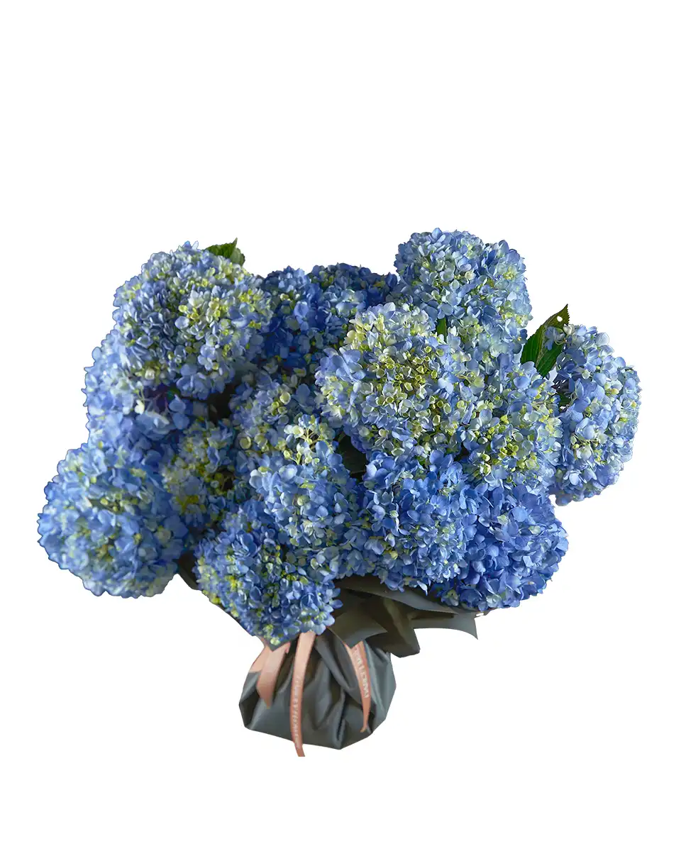 Heavenly Hues 2025 Superb Heavenly Hues 2025 Superb