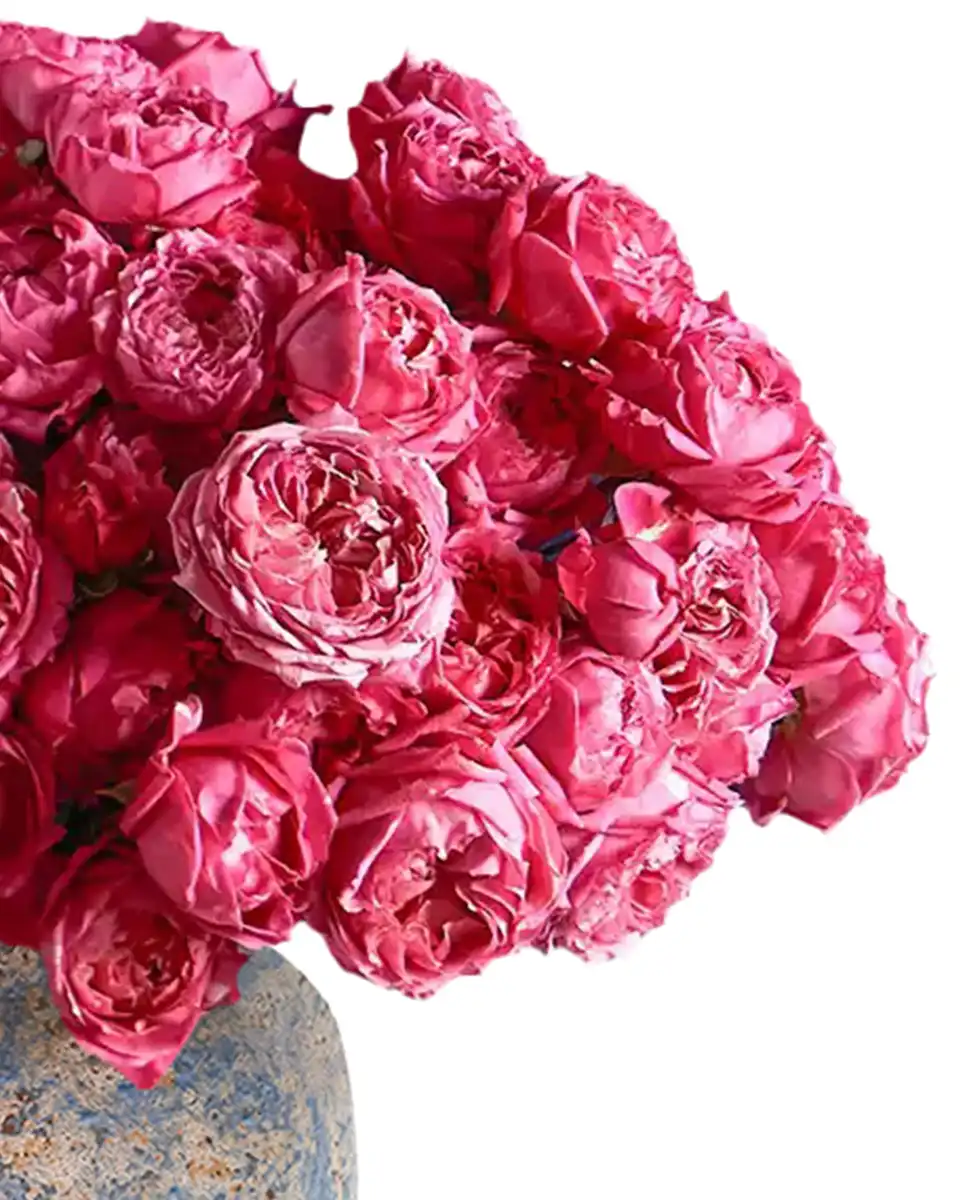 Love Me Julieta Edited2