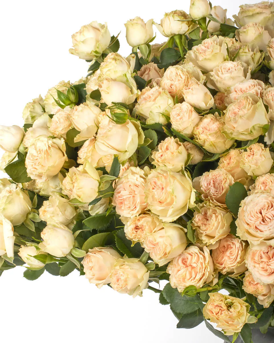 MY BIG LOVE 1 Oct 24, 2025 MY BIG LOVE 1 Oct 24, 2025