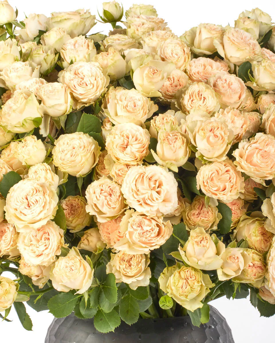 MY BIG LOVE 2 Oct 24, 2025 MY BIG LOVE 2 Oct 24, 2025