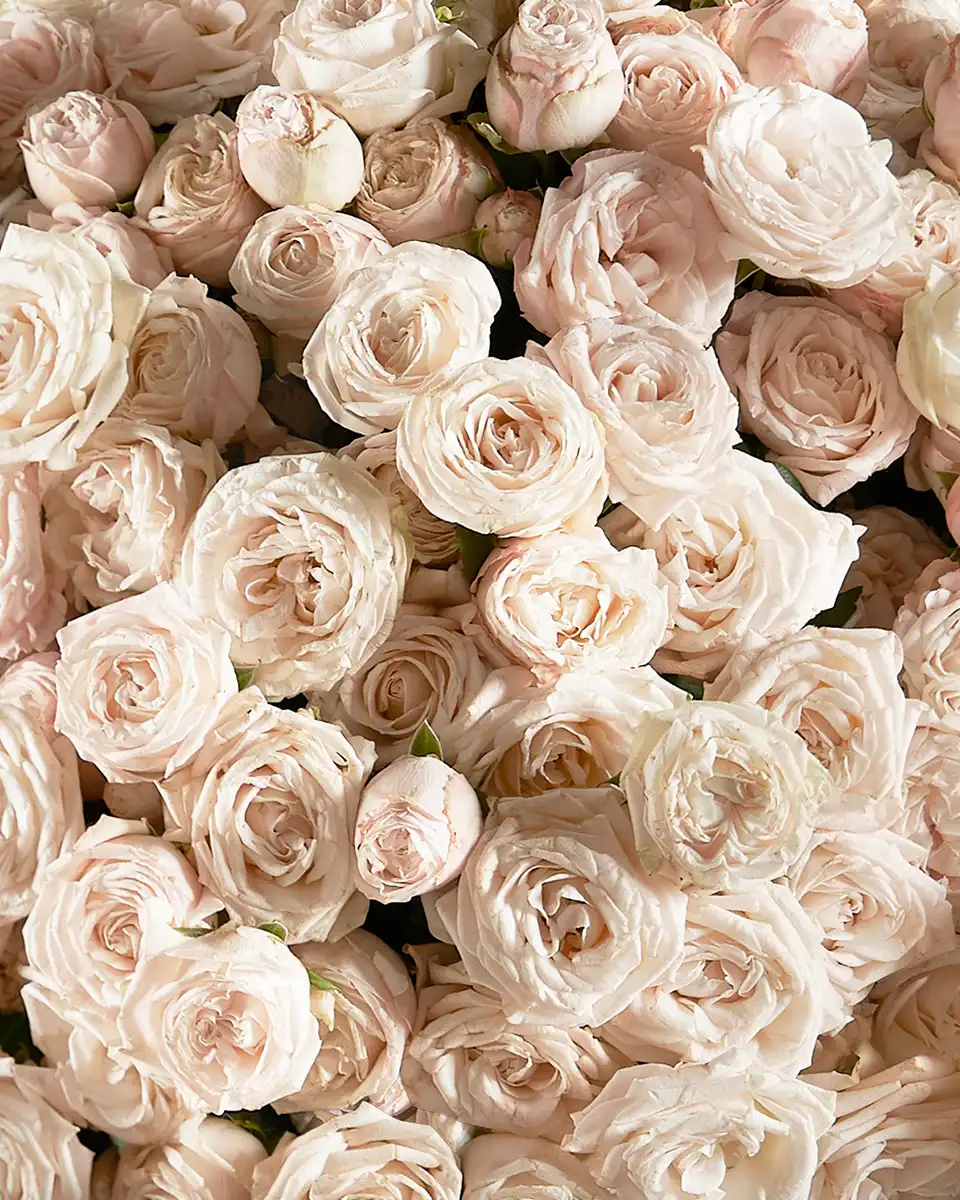 Madam Bombastic Edited 2025 Close