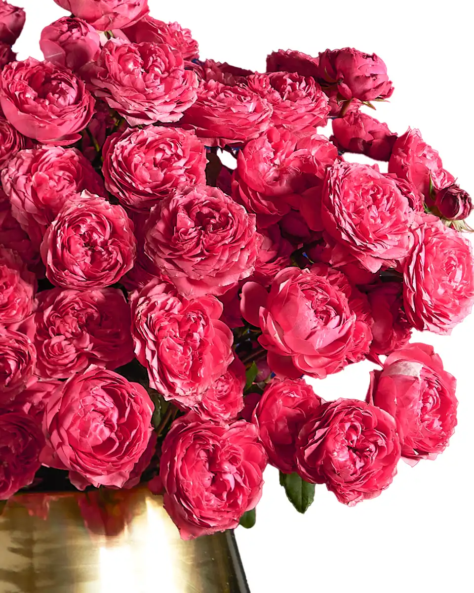 Mega Raspberry 24 Oct 2025 Left Mega Raspberry 24 Oct 2025 Left