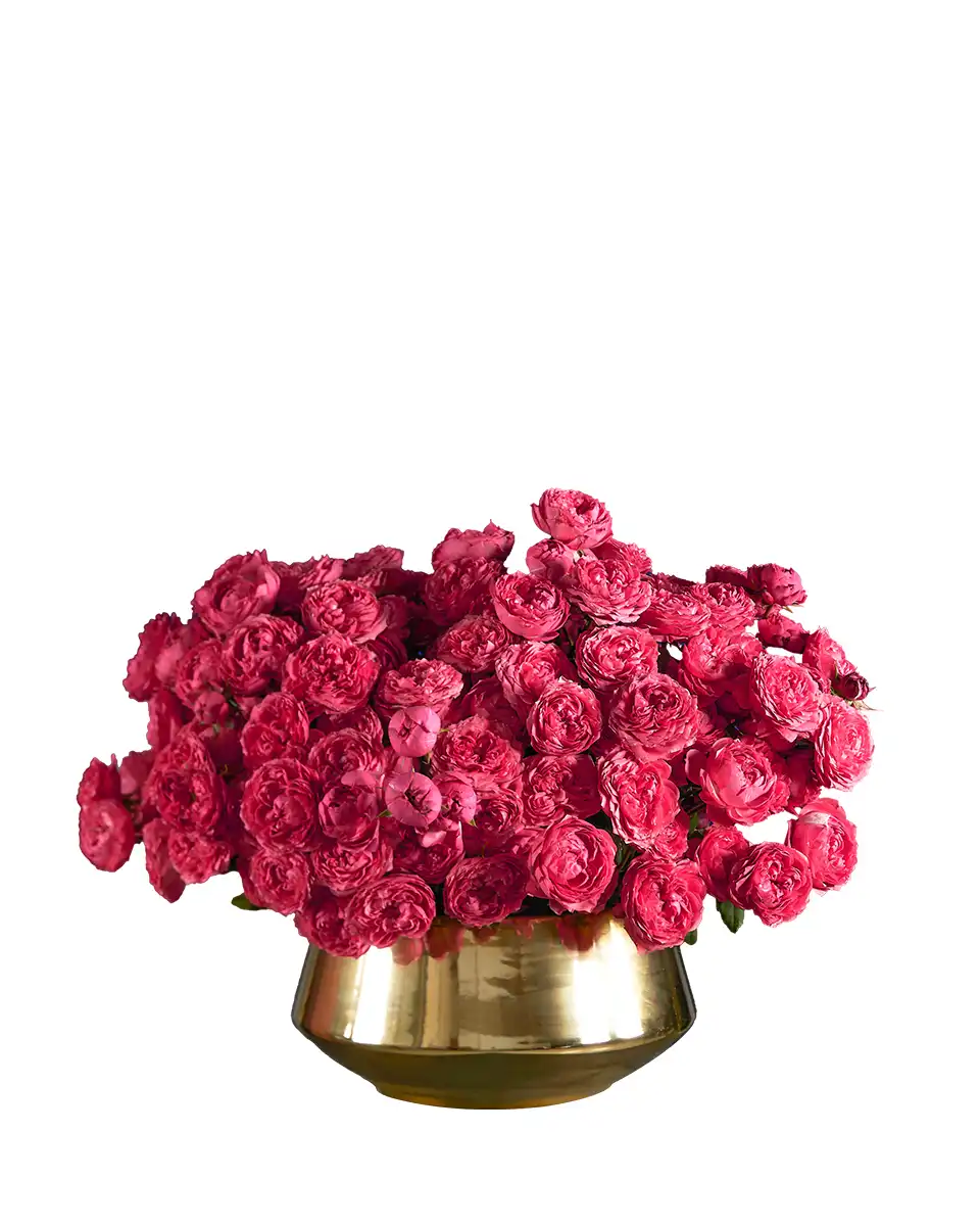 Mega Raspberry 24 Oct 2025 Mega Raspberry 24 Oct 2025