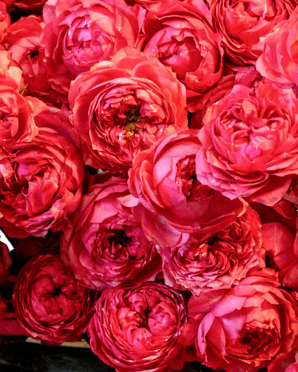 Mega Raspberry ReShoot2