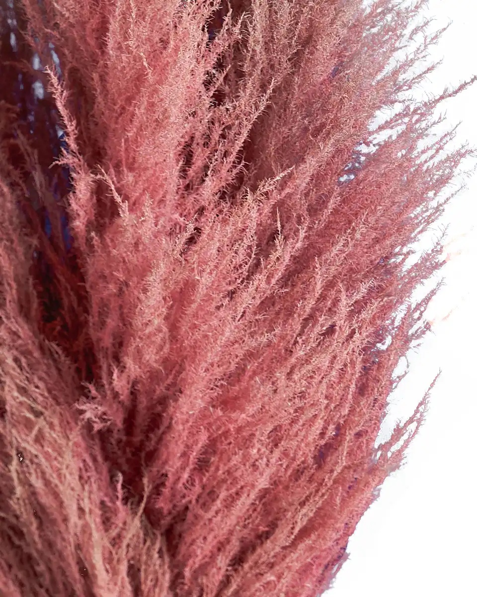 Old Rose Edited Details Old Rose Edited Details