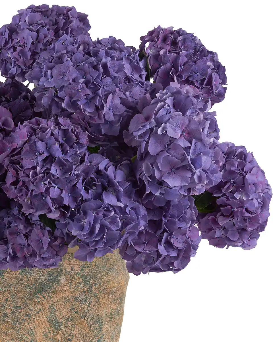 Purple Daydream 20 Oct 2025 Details