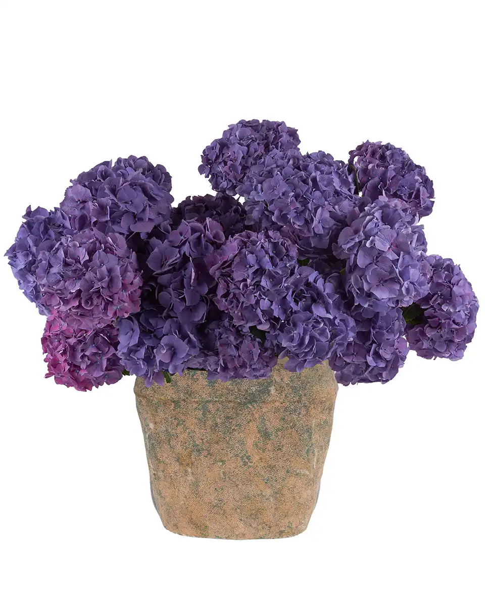 Purple Daydream 20 Oct 2025