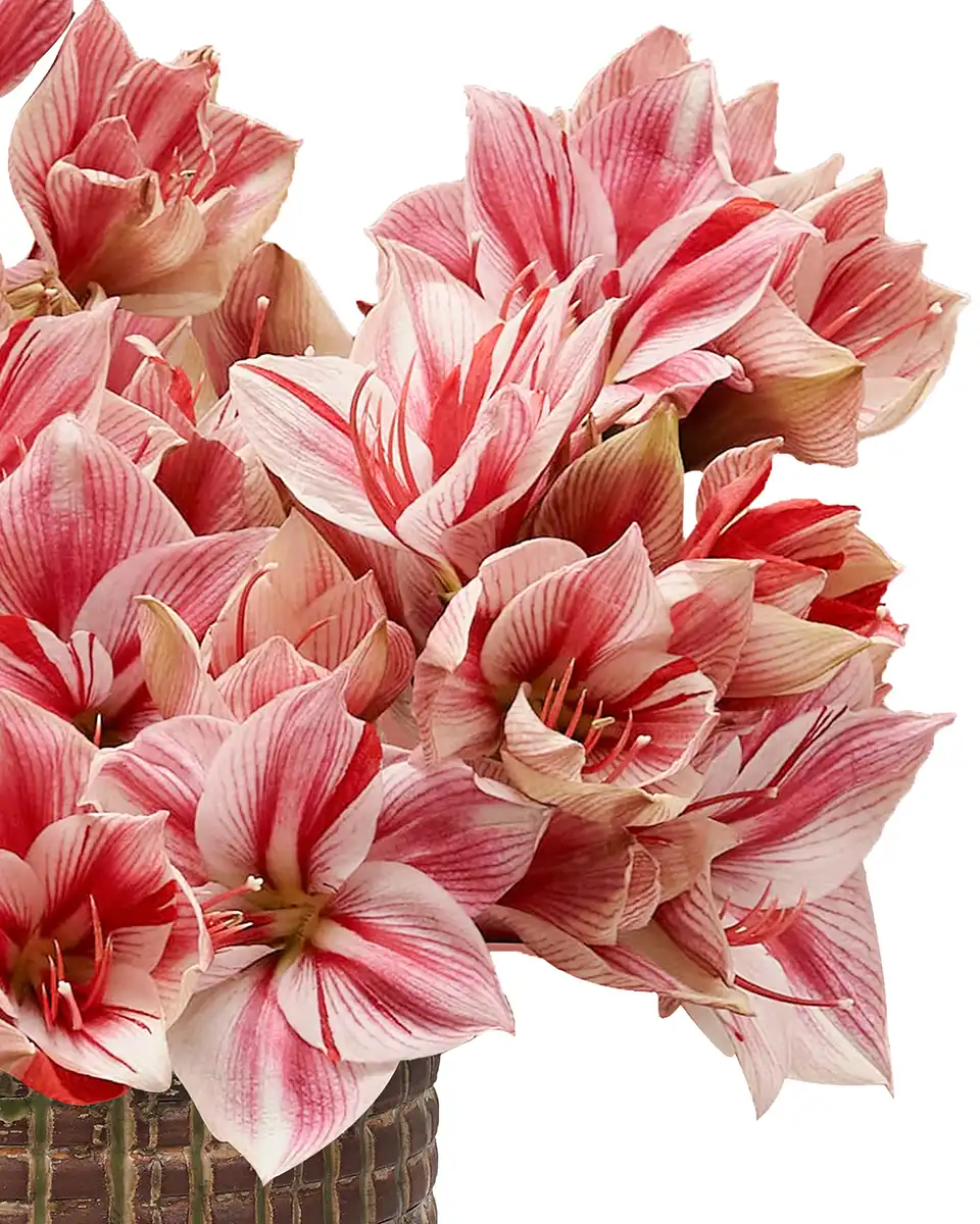 Simply Gervase Details2 Simply Gervase Details2