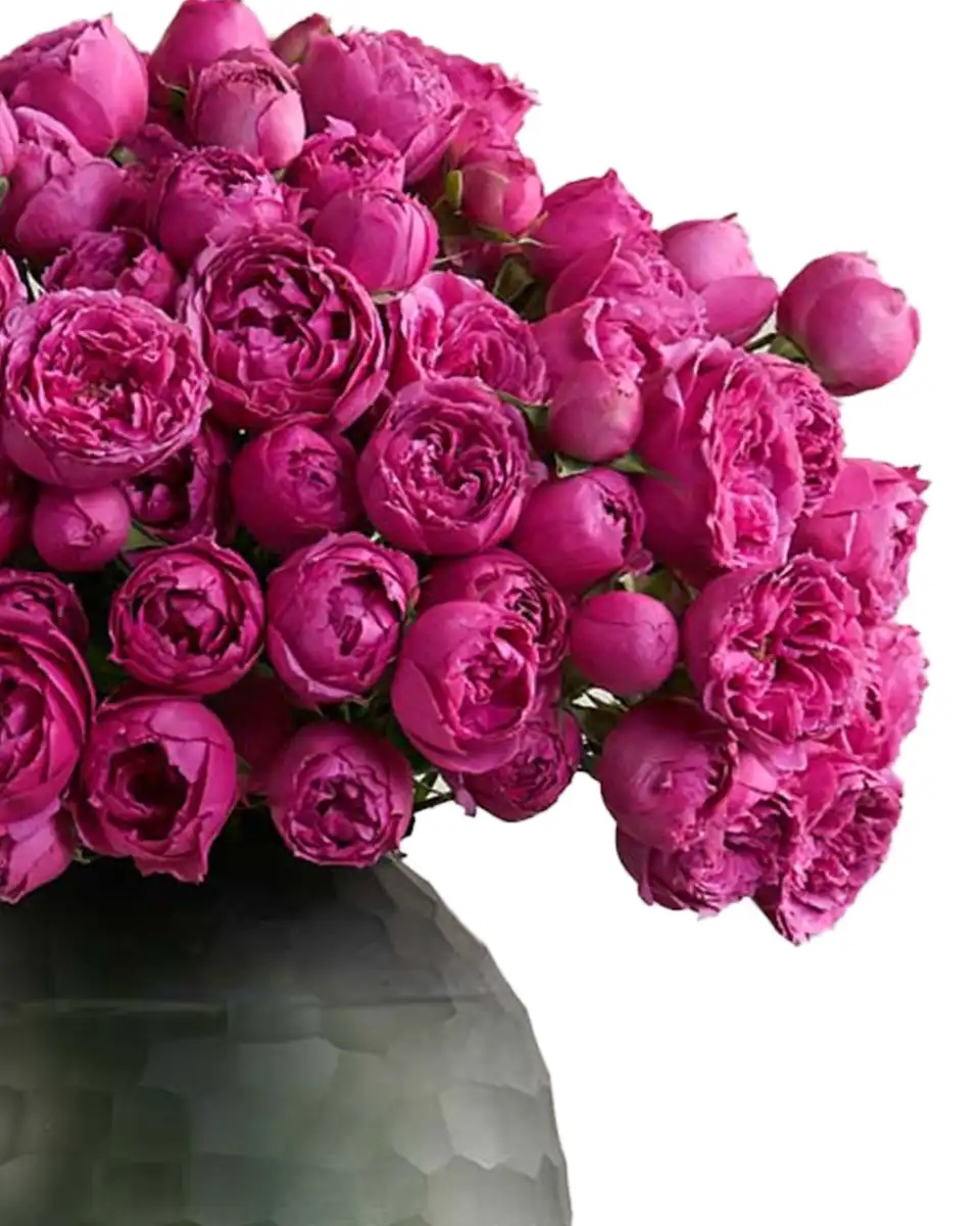 Special Misty Bubbles left