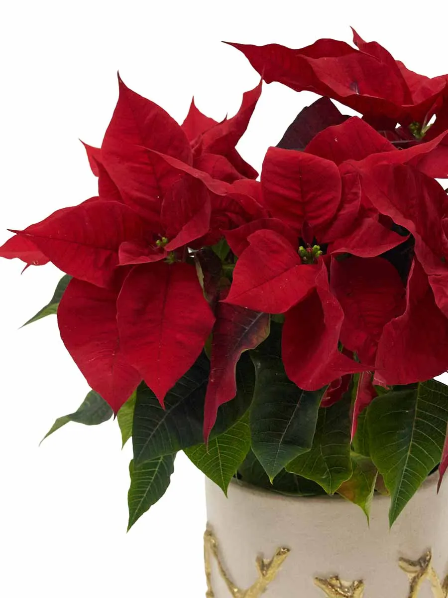 Christmas Radiance Details