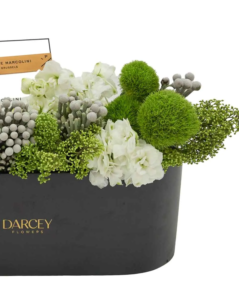 Darcey's Delight3 Darcey's Delight3