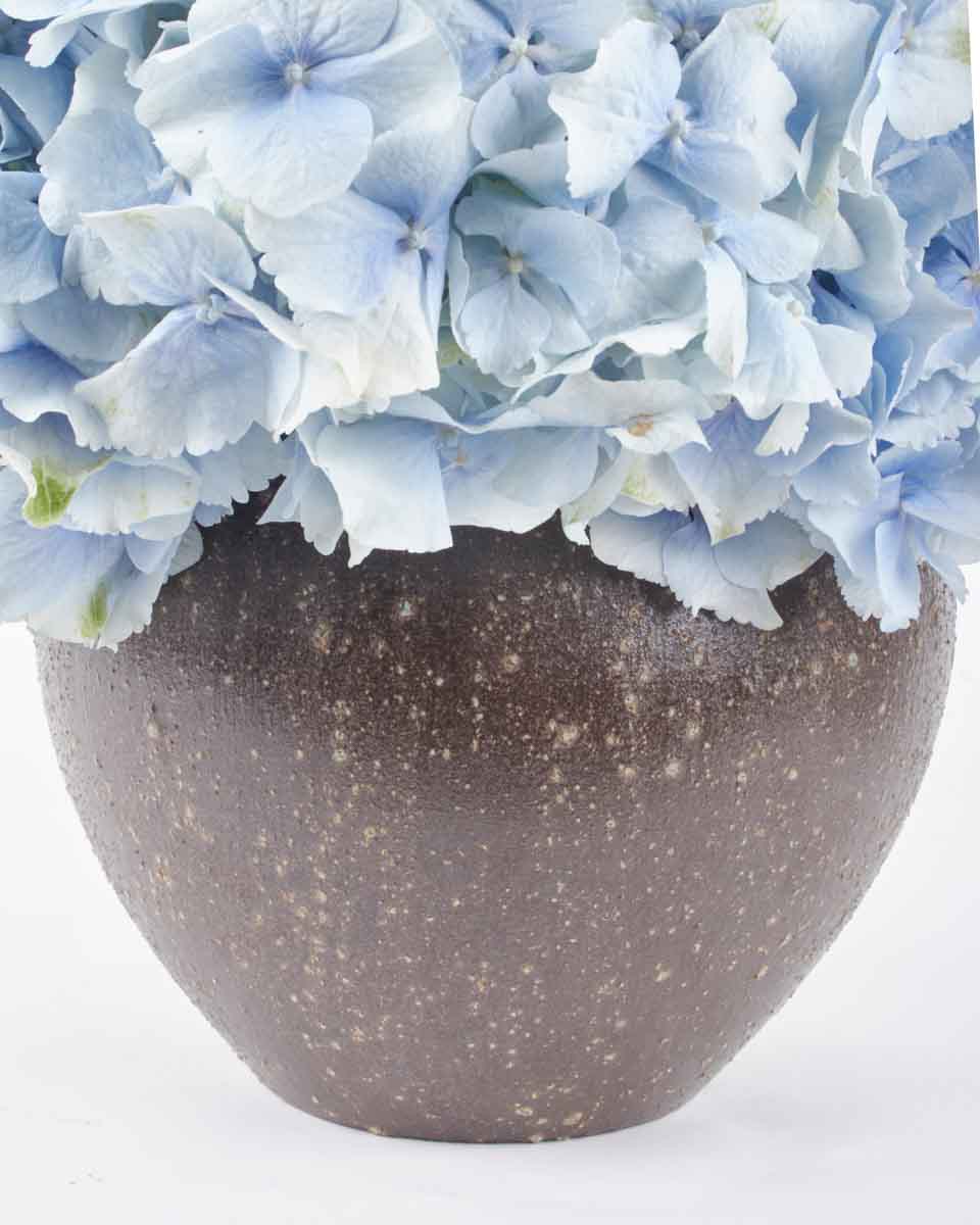 Fall For Hydrangea verena to brown JUNE 14, 2023 1 Fall For Hydrangea verena to brown JUNE 14, 2023 1