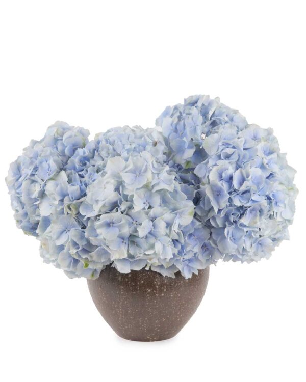 Fall For Hydrangea verena to brown JUNE 14, 2023