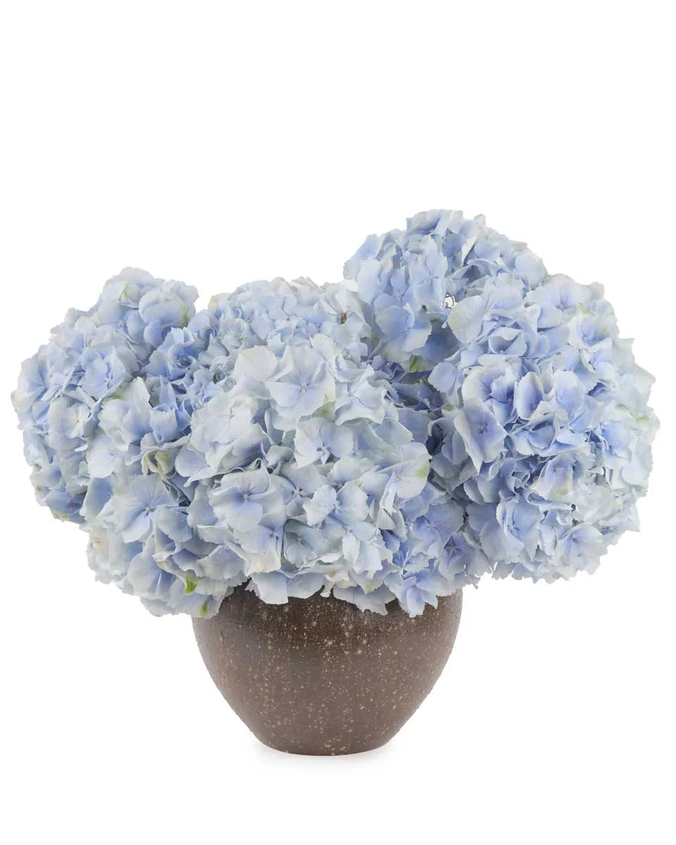 Fall For Hydrangea verena to brown JUNE 14, 2023 Fall For Hydrangea verena to brown JUNE 14, 2023