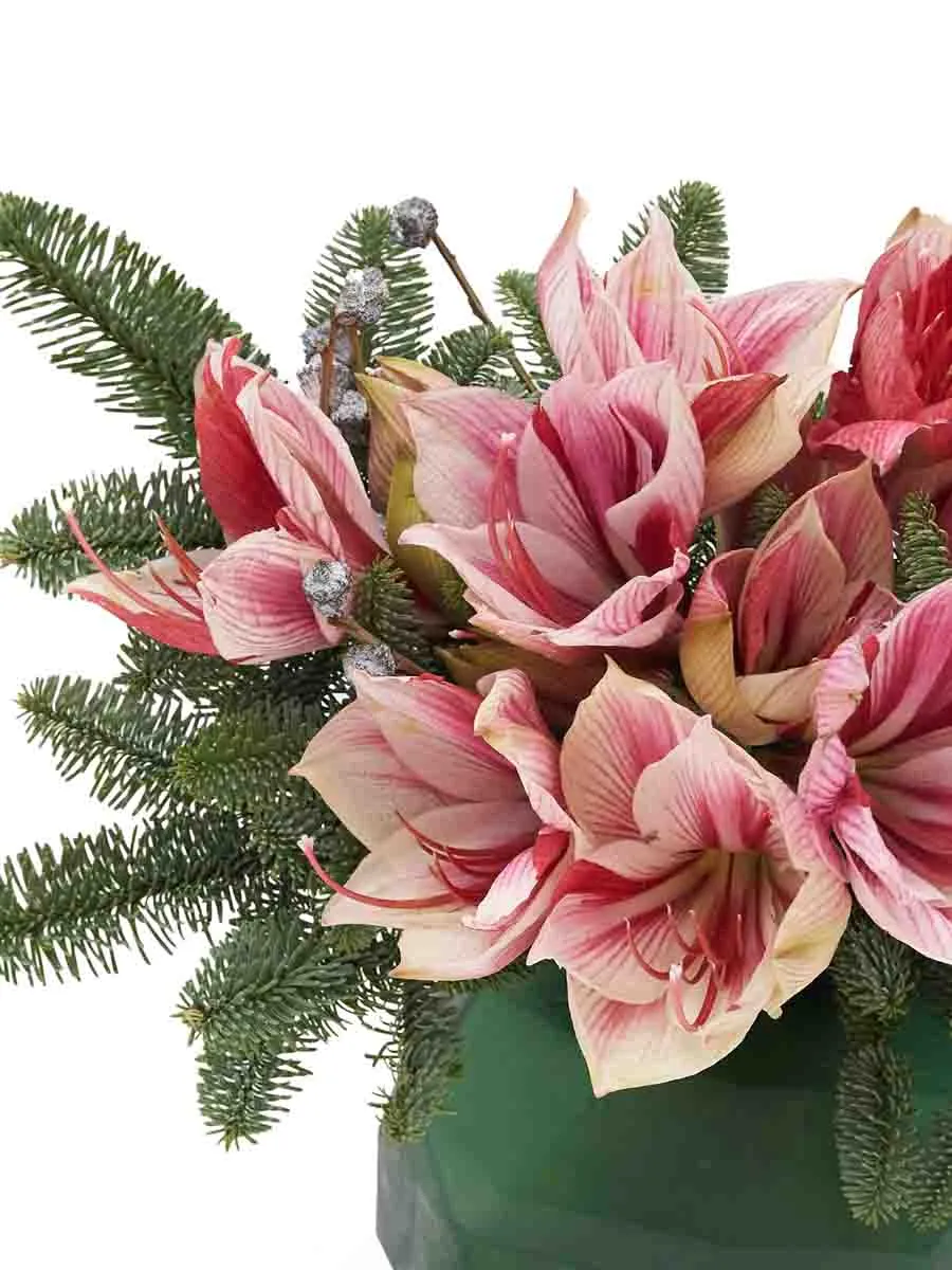 Festive Amaryllis 2025 detail