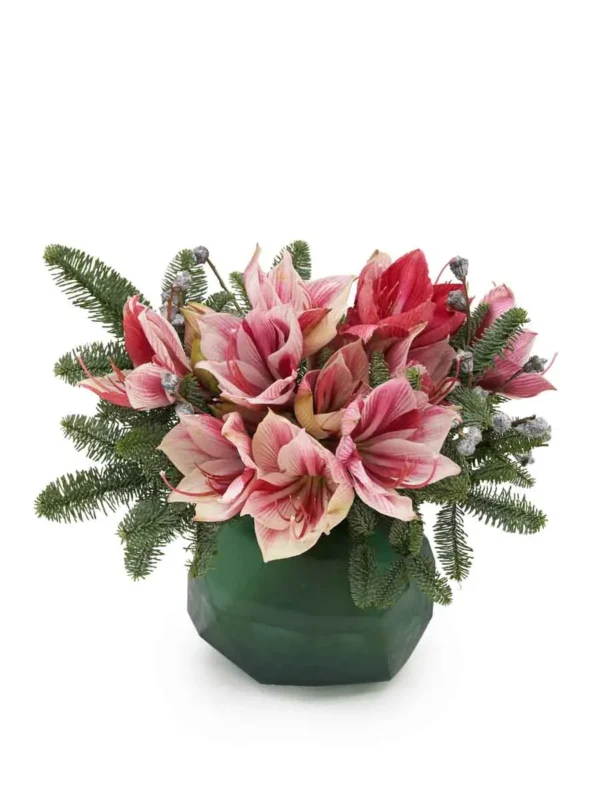 Festive Amaryllis 2025