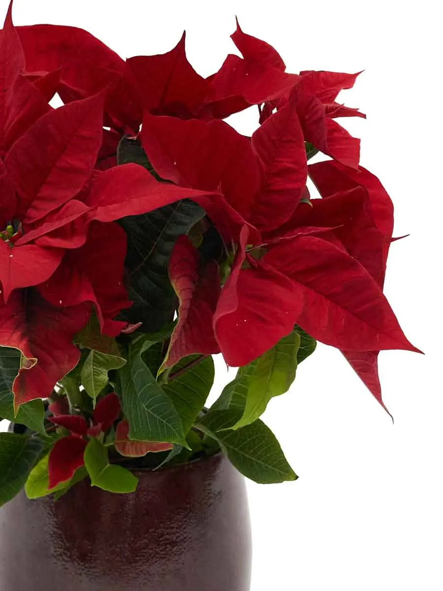 Holiday Glow details
