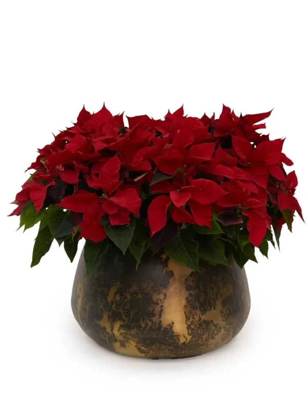 It's Christmas Time 2