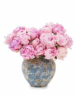 Peony Admiration new