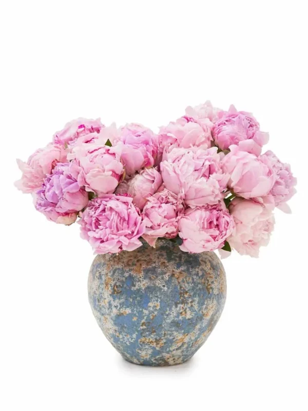 Peony Admiration new