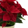 Poinsettia in Gold Details