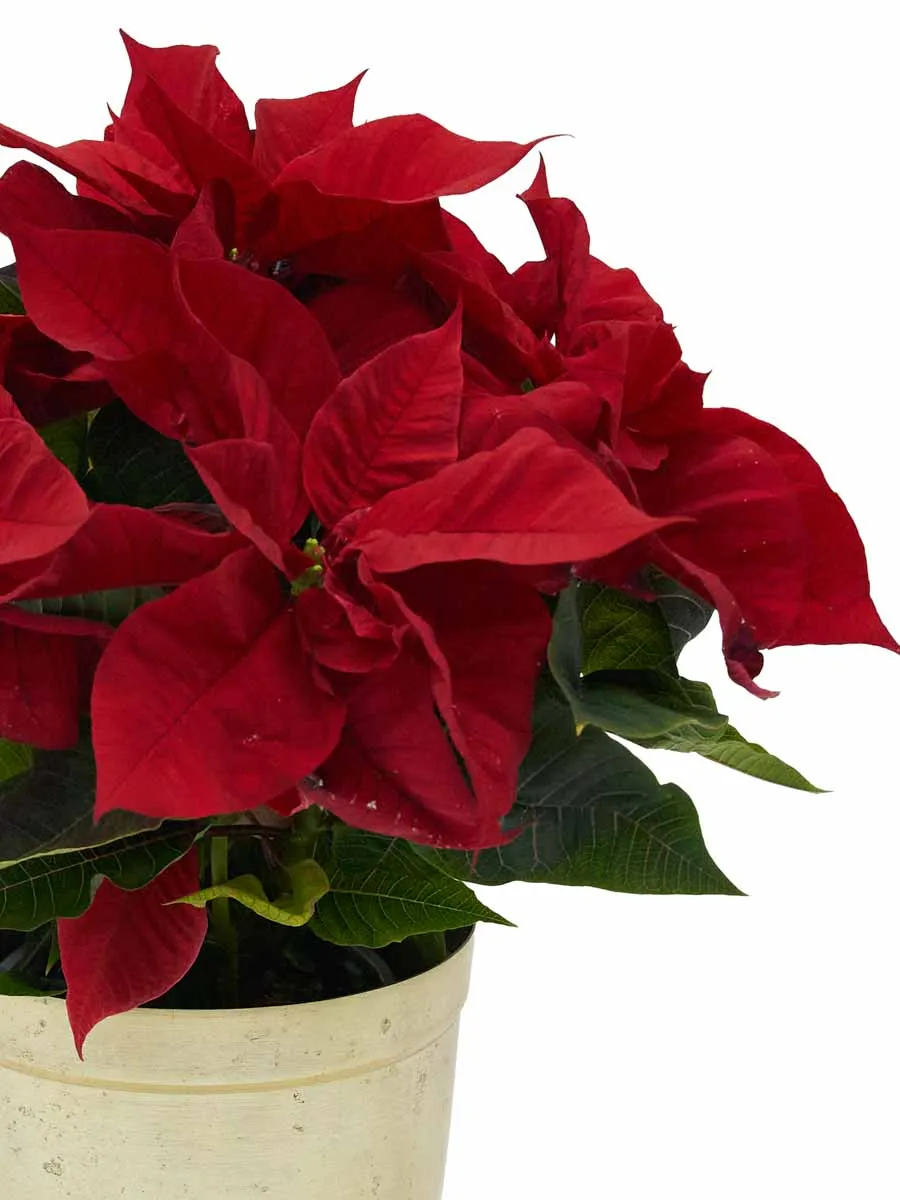 Poinsettia in Gold Details