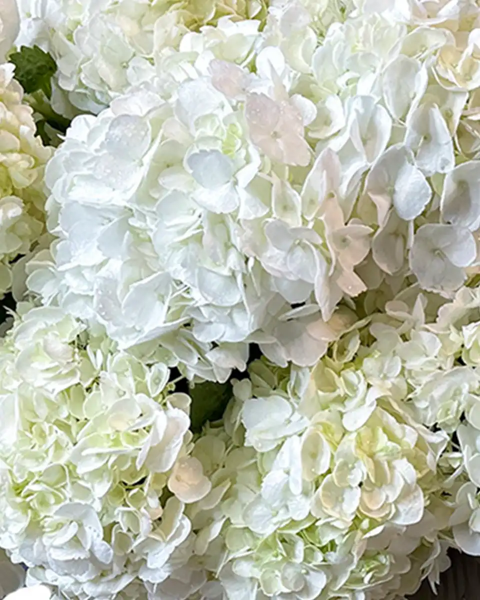 White Candy Cloud CLose