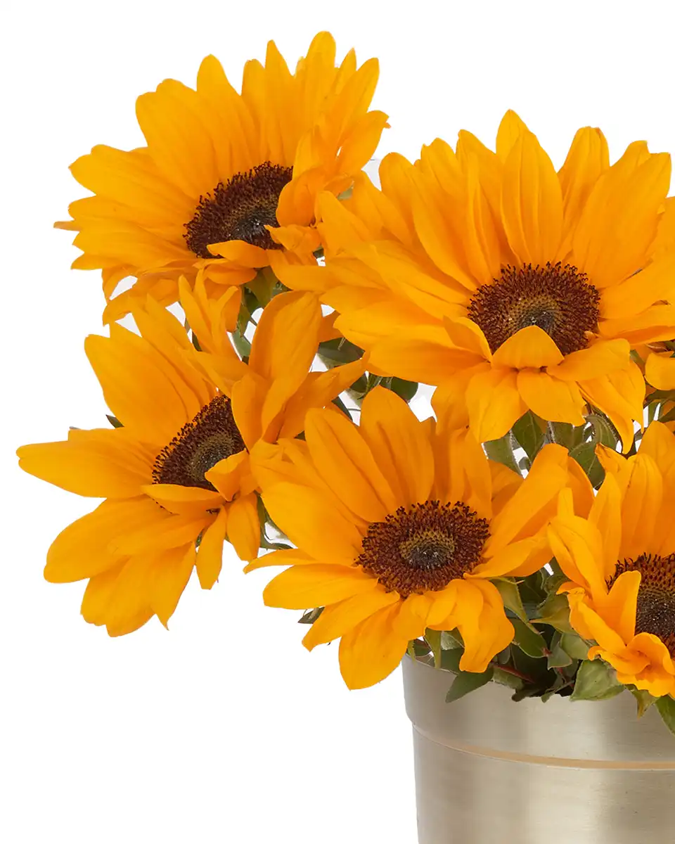 YOU'RE MY SUNSHINE Details1