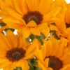 YOU'RE MY SUNSHINE Details3