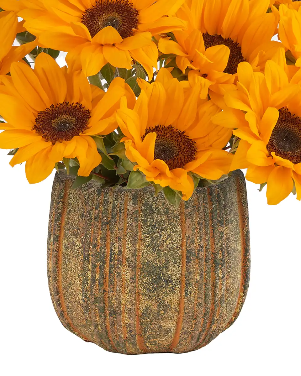 YOU'RE MY SUNSHINE Small Details3 Edited