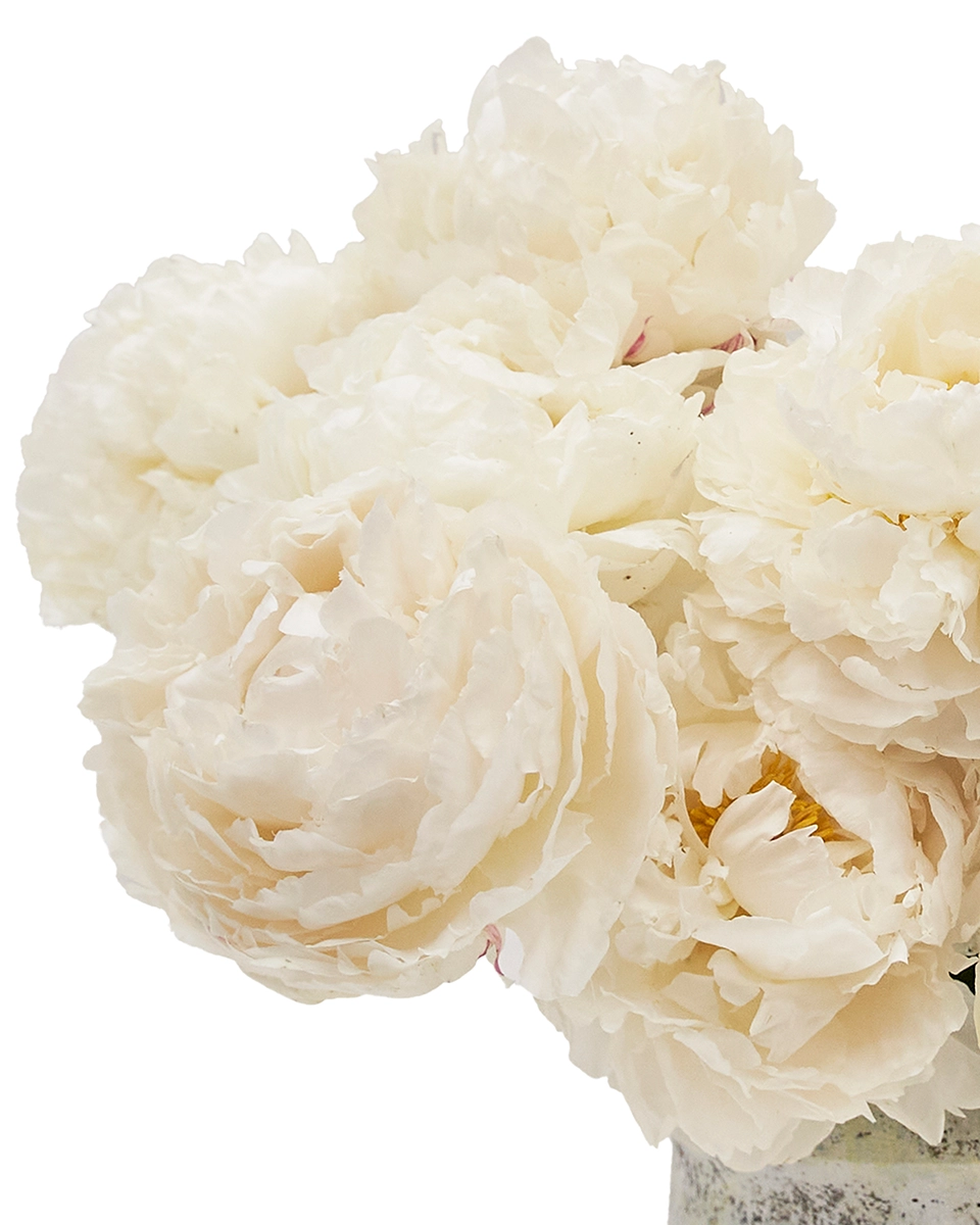 Cloud like Peony Details