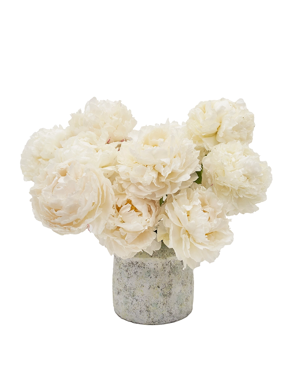 Cloud like Peony