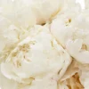 Peonies I Love Details2