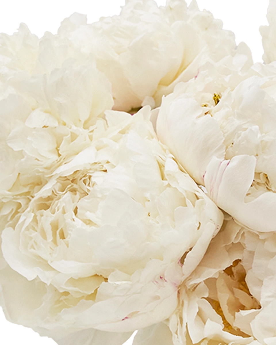 Peonies I Love Details2