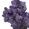 Vanda Delight Details