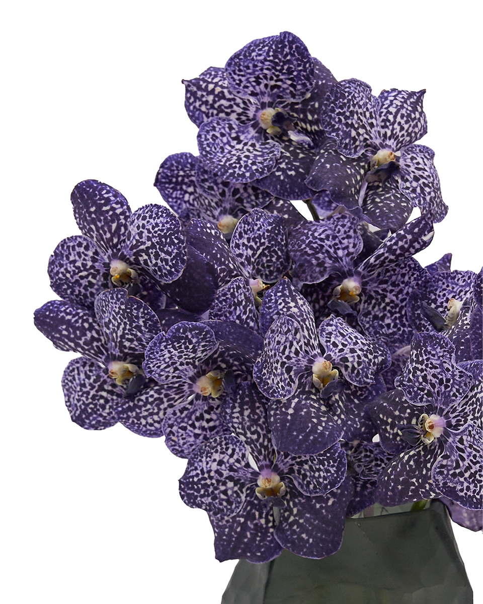 Vanda Delight Details