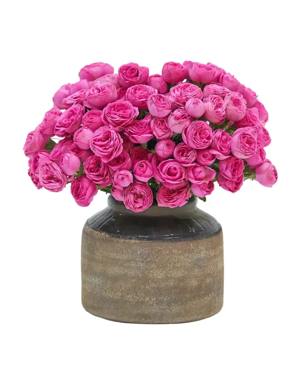 Charming Giselle Re shoot