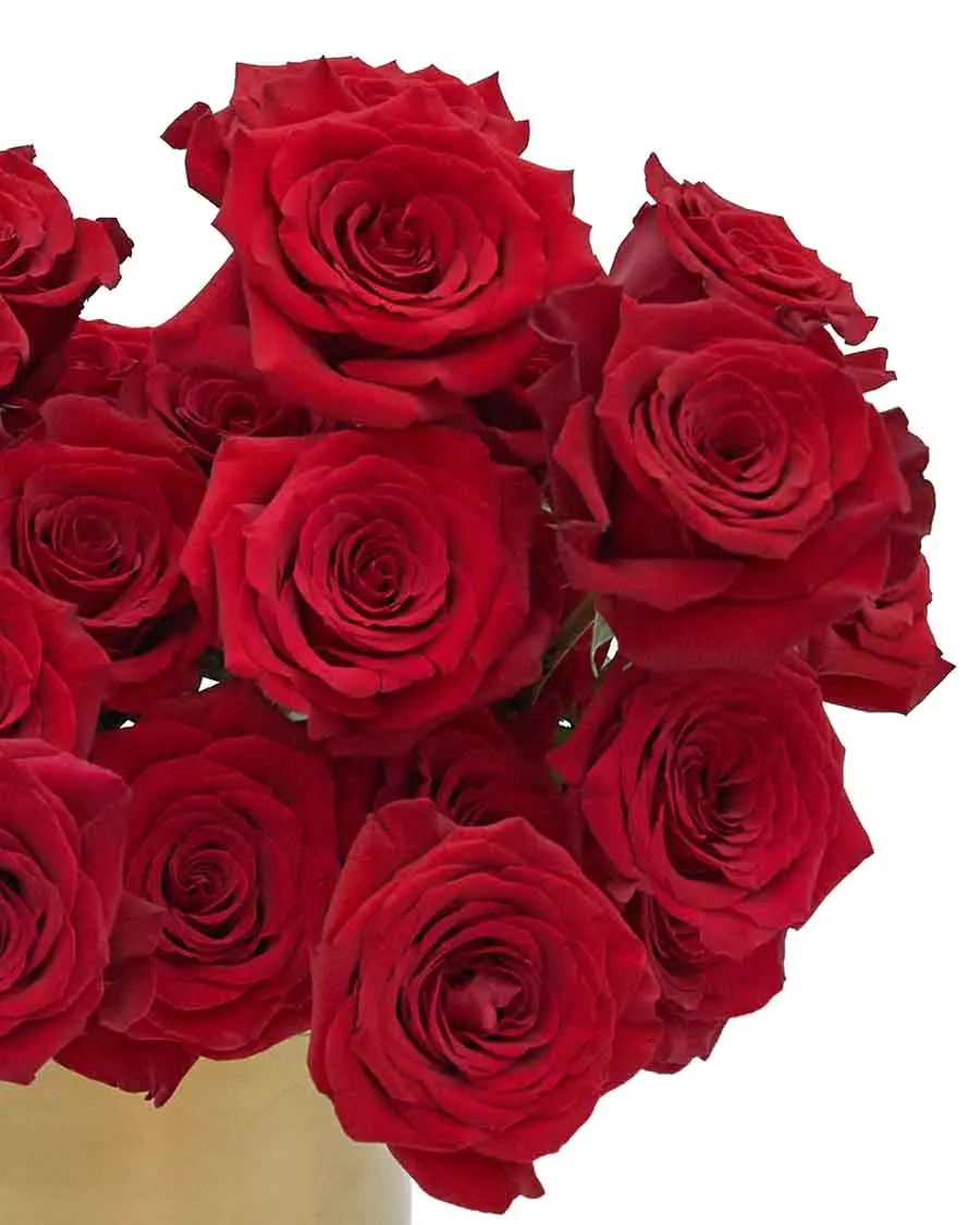 Classic Red ReshootDetails