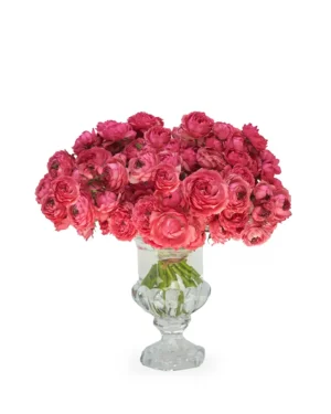 Raspberry Crush 15 Jan 2026