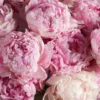 My Love For Peonies details 2 My Love For Peonies details 2