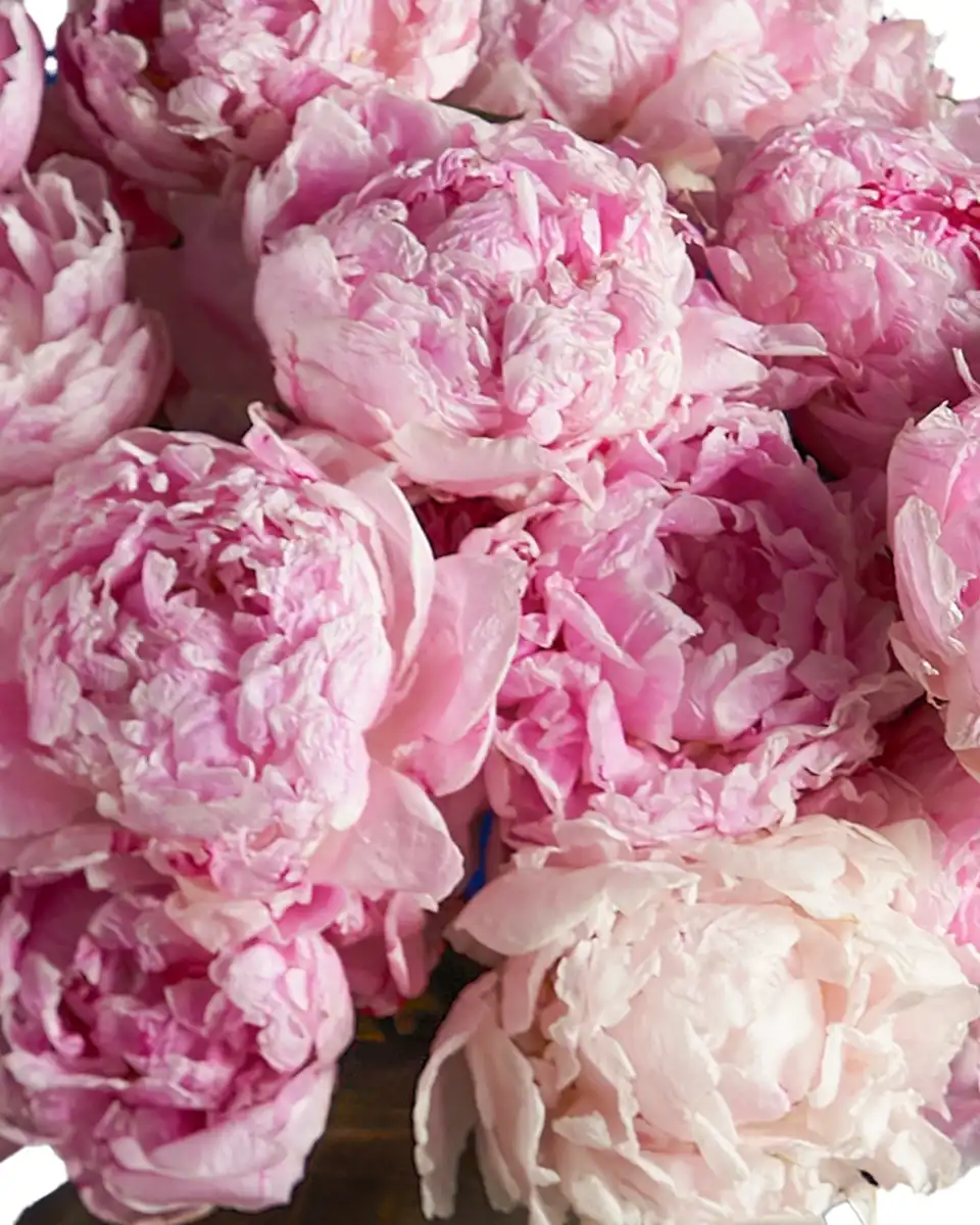 My Love For Peonies details 2 My Love For Peonies details 2