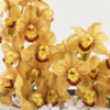 Warm Cinders ColorEdited Details Warm Cinders ColorEdited Details