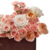 Peaches And Cream Delight Edited 2026 details Without UMMI Peaches And Cream Delight Edited 2026 details Without UMMI