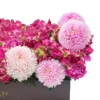 Cerise Celebration Details