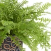 Rainforest Details